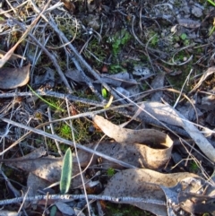 Caladenia atrovespa (Green-comb Spider Orchid) at Cook, ACT - 17 May 2014 by CathB