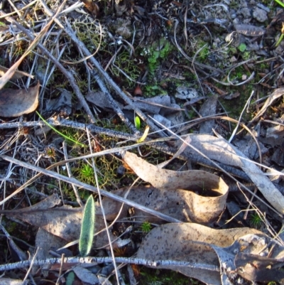 Caladenia atrovespa (Green-comb Spider Orchid) at Cook, ACT - 17 May 2014 by CathB