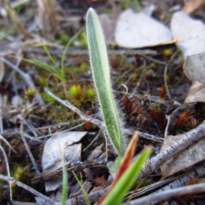 Caladenia atrovespa (Green-comb Spider Orchid) at Cook, ACT - 22 Aug 2014 by CathB