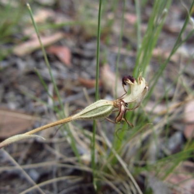 Caladenia atrovespa (Green-comb Spider Orchid) at Cook, ACT - 15 Nov 2014 by CathB