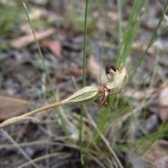 Caladenia atrovespa (Green-comb Spider Orchid) at Mount Painter - 15 Nov 2014 by CathB