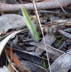 Caladenia atrovespa (Green-comb Spider Orchid) at Cook, ACT - 14 Aug 2015 by CathB