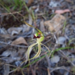 Caladenia atrovespa (Green-comb Spider Orchid) at Cook, ACT - 9 Oct 2015 by CathB