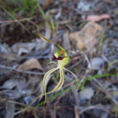 Caladenia atrovespa (Green-comb Spider Orchid) at Mount Painter - 9 Oct 2015 by CathB