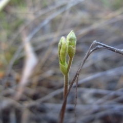 Eriochilus cucullatus (Parson's Bands) at Cook, ACT - 8 Mar 2015 by CathB