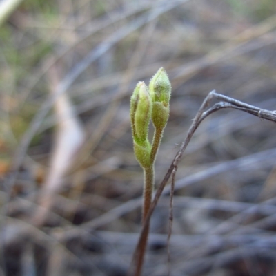 Eriochilus cucullatus (Parson's Bands) at Cook, ACT - 8 Mar 2015 by CathB