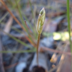 Eriochilus cucullatus at Cook, ACT - 8 Mar 2015