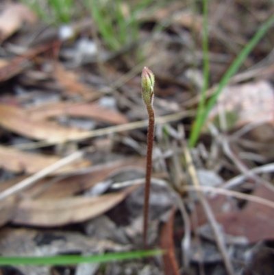 Eriochilus cucullatus (Parson's Bands) at Cook, ACT - 9 Mar 2014 by CathB