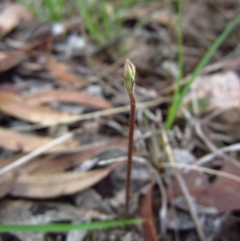 Eriochilus cucullatus (Parson's Bands) at Cook, ACT - 8 Mar 2014 by CathB