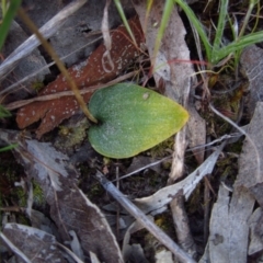 Eriochilus cucullatus (Parson's Bands) at Cook, ACT - 6 Oct 2014 by CathB