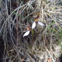 Eriochilus cucullatus (Parson's Bands) at Cook, ACT - 17 Mar 2014 by CathB