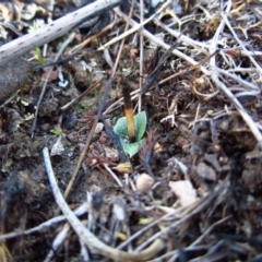 Eriochilus cucullatus (Parson's Bands) at Cook, ACT - 4 May 2014 by CathB