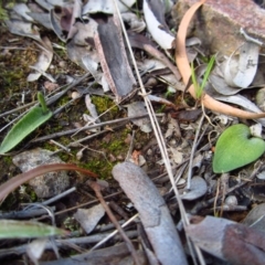 Eriochilus cucullatus (Parson's Bands) at Cook, ACT - 29 Aug 2015 by CathB