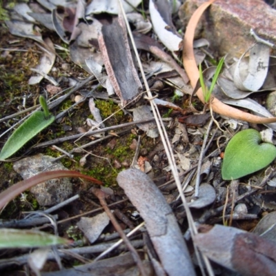 Eriochilus cucullatus (Parson's Bands) at Mount Painter - 29 Aug 2015 by CathB