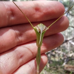 Diplodium decurvum at Williamsdale, ACT - suppressed