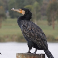 Phalacrocorax carbo (Great Cormorant) at Lake Tuggeranong - 27 Jan 2016 by michaelb