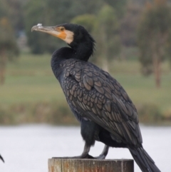 Phalacrocorax carbo (Great Cormorant) at Greenway, ACT - 27 Jan 2016 by michaelb