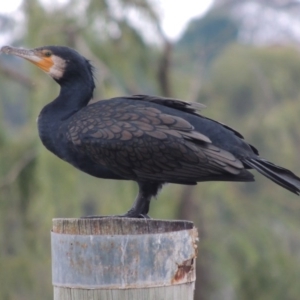 Phalacrocorax carbo at Greenway, ACT - 27 Jan 2016 07:17 PM