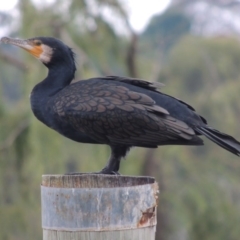 Phalacrocorax carbo at Greenway, ACT - 27 Jan 2016