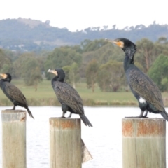 Phalacrocorax carbo at Greenway, ACT - 27 Jan 2016 07:17 PM