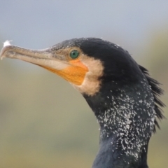 Phalacrocorax carbo at Greenway, ACT - 27 Jan 2016 07:17 PM