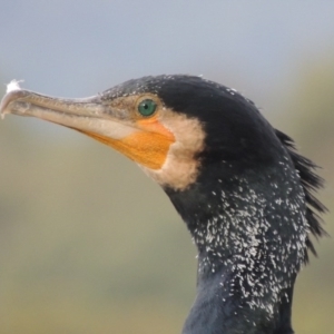 Phalacrocorax carbo at Greenway, ACT - 27 Jan 2016 07:17 PM