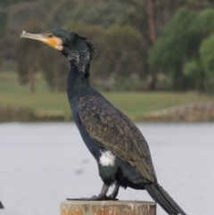 Phalacrocorax carbo at Greenway, ACT - 27 Jan 2016 07:17 PM