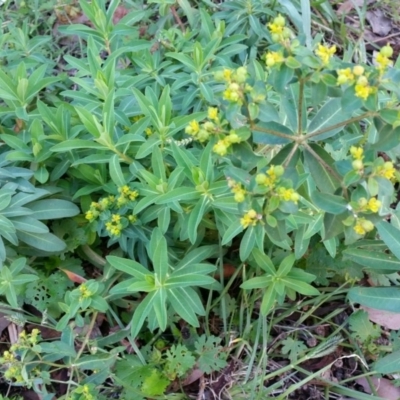 Euphorbia lathyris (Caper Spurge) at Kambah, ACT - 2 Feb 2016 by mel_86