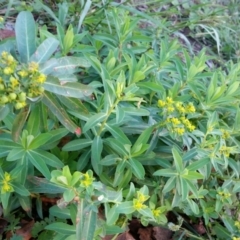 Euphorbia lathyris at Kambah, ACT - 3 Feb 2016