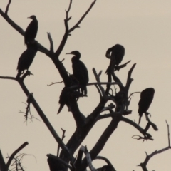 Phalacrocorax carbo (Great Cormorant) at Greenway, ACT - 15 Dec 2015 by MichaelBedingfield