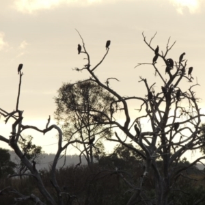 Phalacrocorax carbo at Greenway, ACT - 15 Dec 2015 08:22 PM