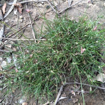 Laxmannia gracilis (Slender Wire Lily) at Yarrow, NSW - 3 Feb 2016 by NickiTaws