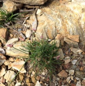 Laxmannia gracilis at Yarrow, NSW - 3 Feb 2016 04:40 PM