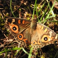 Junonia villida (Meadow Argus) at Gowrie, ACT - 1 Feb 2016 by RyuCallaway