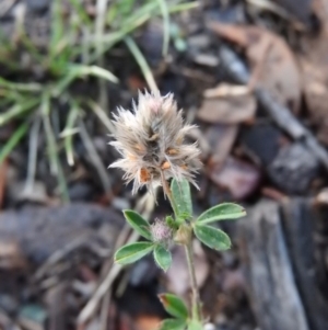 Trifolium striatum at Fadden, ACT - 1 Feb 2016