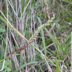 Spiranthes australis (Austral Ladies Tresses) at Fadden, ACT - 2 Feb 2016 by RyuCallaway