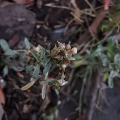 Gamochaeta calviceps (Narrowleaf Purple Everlasting) at Fadden, ACT - 1 Feb 2016 by ArcherCallaway