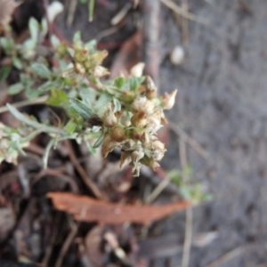 Gamochaeta americana at Fadden, ACT - 1 Feb 2016