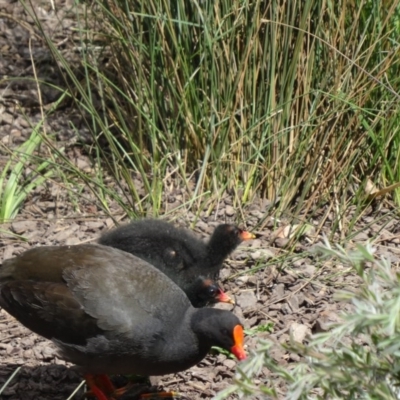 Gallinula tenebrosa (Dusky Moorhen) at Tidbinbilla Nature Reserve - 21 Nov 2015 by galah681