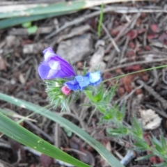 Echium sp. (Paterson's Curse or Viper's Bugloss) at Fadden, ACT - 2 Feb 2016 by ArcherCallaway