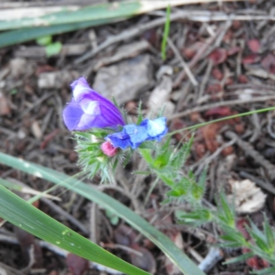 Echium sp. (Paterson's Curse or Viper's Bugloss) at Fadden Hills Pond - 2 Feb 2016 by ArcherCallaway