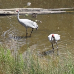 Grus rubicunda (Brolga) at Paddys River, ACT - 22 Nov 2015 by galah681