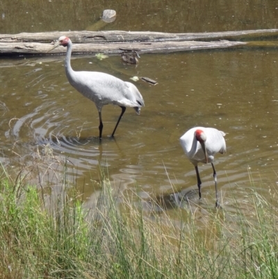 Grus rubicunda (Brolga) at Paddys River, ACT - 22 Nov 2015 by galah681