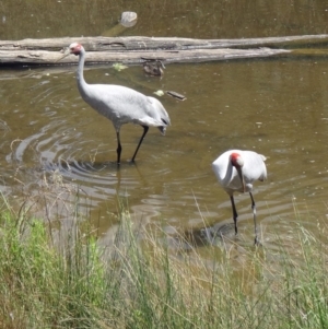 Antigone rubicunda at Paddys River, ACT - 22 Nov 2015