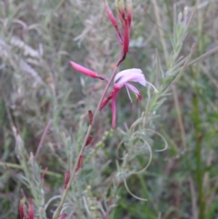 Epilobium hirtigerum (Hairy Willowherb) at Fadden, ACT - 2 Feb 2016 by ArcherCallaway