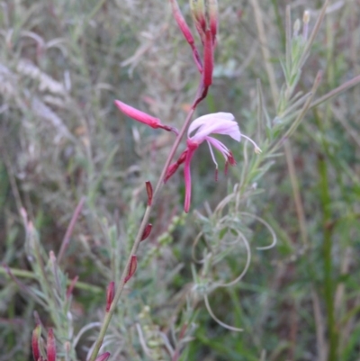 Epilobium hirtigerum (Hairy Willowherb) at Fadden Hills Pond - 2 Feb 2016 by RyuCallaway