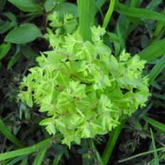 Euphorbia peplus (Petty Spurge) at Fadden, ACT - 2 Feb 2016 by RyuCallaway