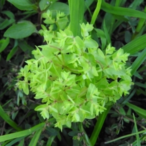 Euphorbia peplus at Fadden, ACT - 2 Feb 2016