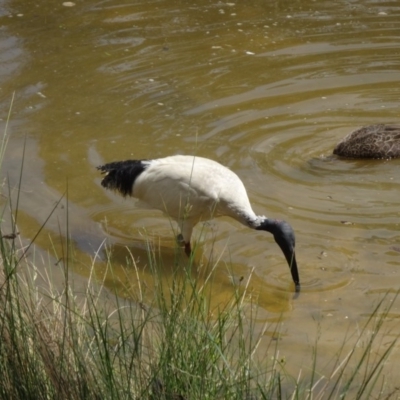 Threskiornis molucca (Australian White Ibis) at Tidbinbilla Nature Reserve - 21 Nov 2015 by galah681