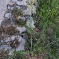 Sorghum bicolor at Fadden, ACT - 2 Feb 2016 08:00 PM